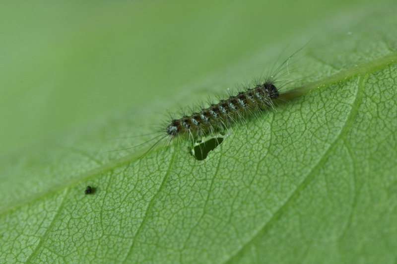 larva da identificare 2 - Lymantria dispar